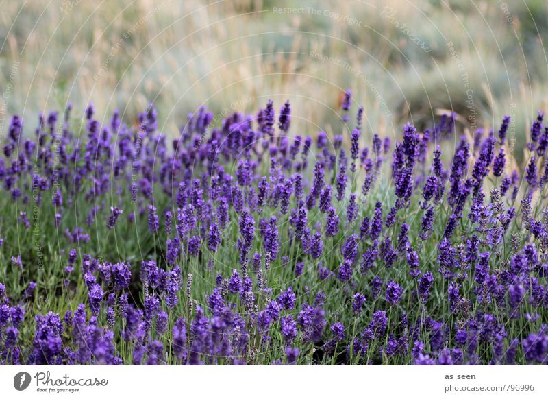 Lavender field II Herbs and spices Cooking oil Organic produce Beautiful Wellness Meditation Fragrance Nature Landscape Plant Summer Blossoming Growth Esthetic