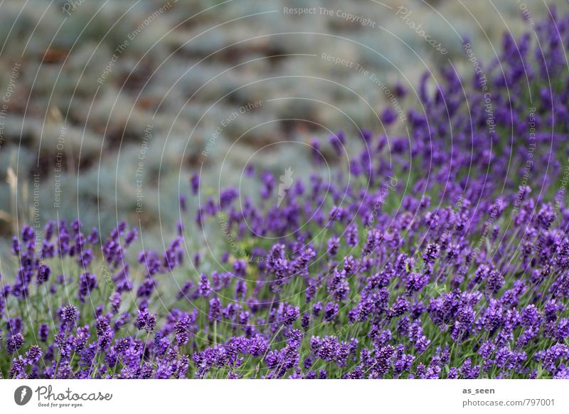 Lavender field III Herbs and spices Cooking oil Organic produce Beautiful Healthy Wellness Harmonious Meditation Fragrance Vacation & Travel Environment Nature