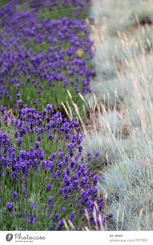 lavender field Herbs and spices Cooking oil Organic produce Wellness Tourism Summer Summer vacation Environment Nature Landscape Plant Blossom Field Blossoming