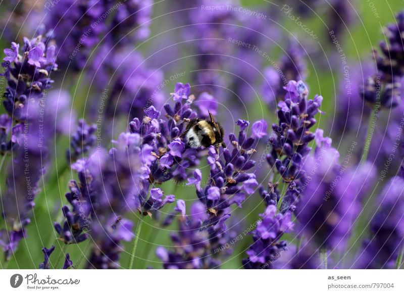In lavender Herbs and spices Organic produce Nature Summer Flower Blossom Garden Animal Bumble bee Insect 1 Lavender Touch Blossoming Flying Illuminate Growth