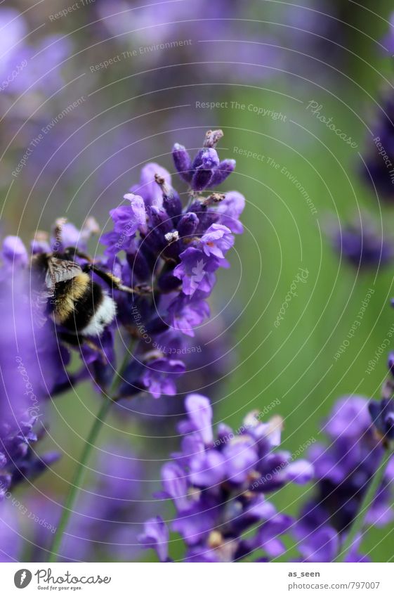 In the lavender blossom Herbs and spices Organic produce Healthy Senses Fragrance Vacation & Travel Summer Nature Landscape Flower Blossom Bumble bee Insect 1