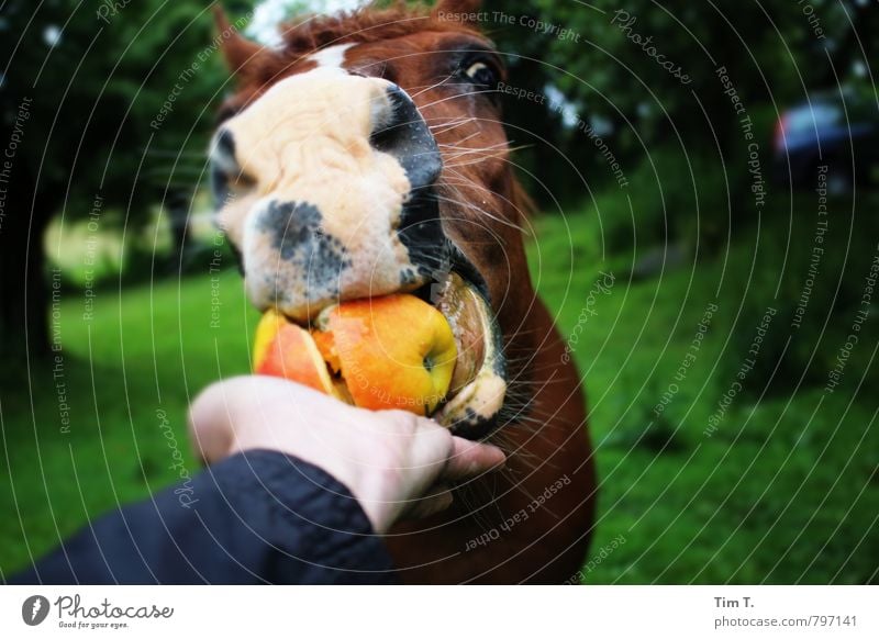 horse apple Nature Summer Animal Farm animal Horse Animal face 1 Contact Services Feeding To feed Colour photo Exterior shot Deserted Day Animal portrait