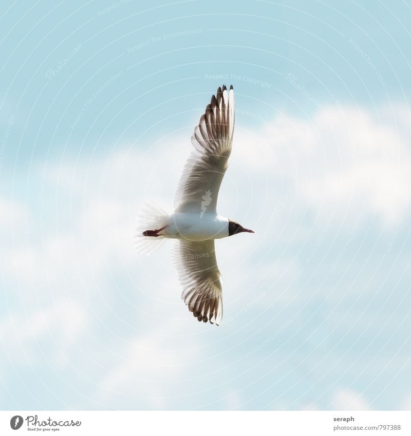 Seagull Bird Flying Animal Sky Air Wing Feather Nature Wild Free Ornithology Movement Story Wilderness Swing plumage soar Beak fowl Duck birds Sea bird predator