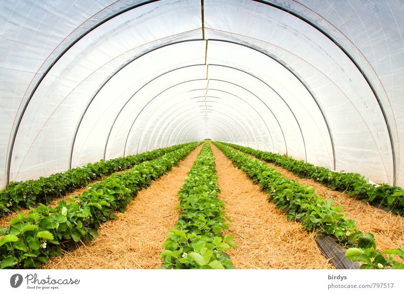 strawberry tunnel Agriculture Forestry Spring Summer Plant Agricultural crop Strawberry Greenhouse Growth Esthetic Long Yellow White Perspective Calm Tunnel