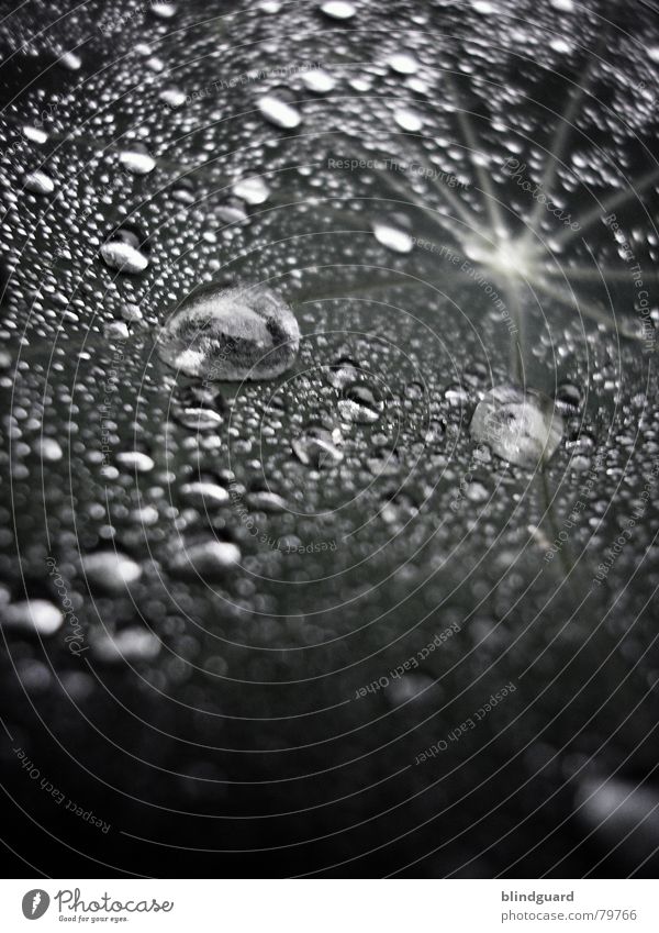 Liquid Chrome Leaf Green Wet Fresh Light Glittering Near Rain Flash Thundery shower Large Small Macro (Extreme close-up) Water Close-up Tears Drops of water