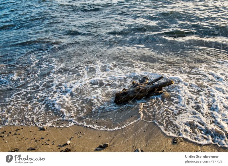 moisture | flotsam and jetsam Vacation & Travel Tourism Summer Summer vacation Beach Ocean Island Waves Nature Landscape Beautiful weather Coast Sardinia Wood