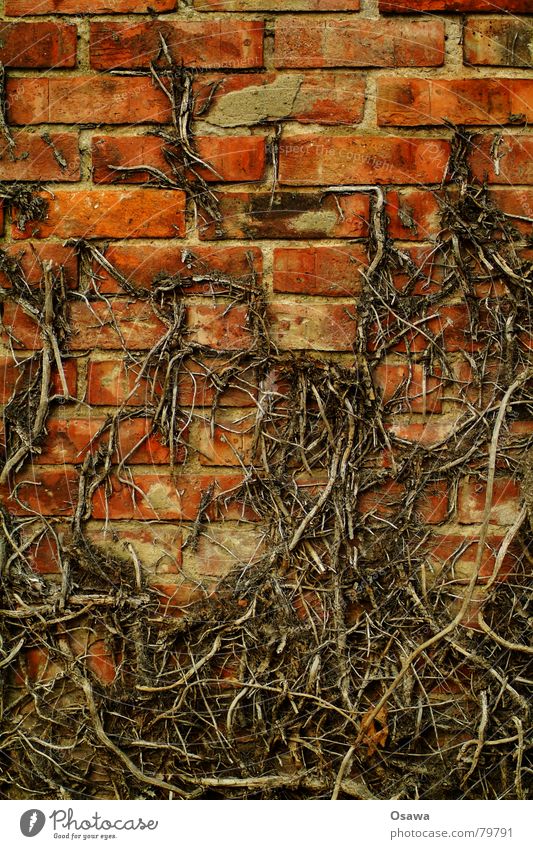 ivy Green facade Header brick Stretcher brick Wall (building) Brick Wall (barrier) Ivy Seam Grid Structures and shapes Tendril Creeper Winter Derelict Fear