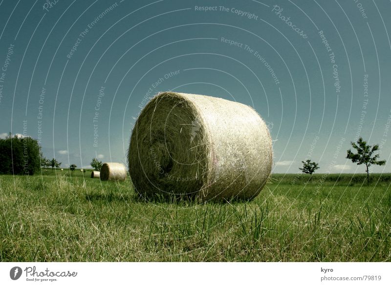 Compacted straw Glade Field Straw Summer Meadow Agriculture Tree Edge Horizon Work and employment Clouds Green Grass Sky Blade of grass Harvest Blue Shadow