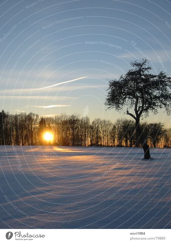 winter sun Winter Sunset Tree Evening Celestial bodies and the universe Sky Snow Landscape Blue heaven Dusk