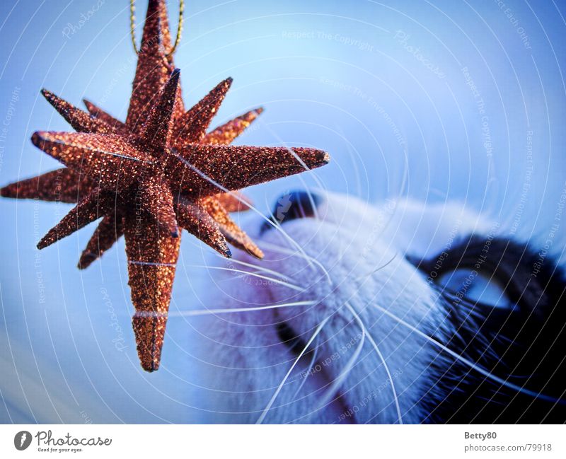 Fin's Star 1 Cat Christmas star Odor Curiosity Whisker Decoration Glittering Mammal Orange Blue Domestic cat Star (Symbol) Christmas & Advent