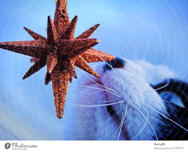 Fin's Star 2 Cat Christmas star Odor Curiosity Whisker Decoration Glittering Mammal Orange Blue Domestic cat Star (Symbol) Christmas & Advent