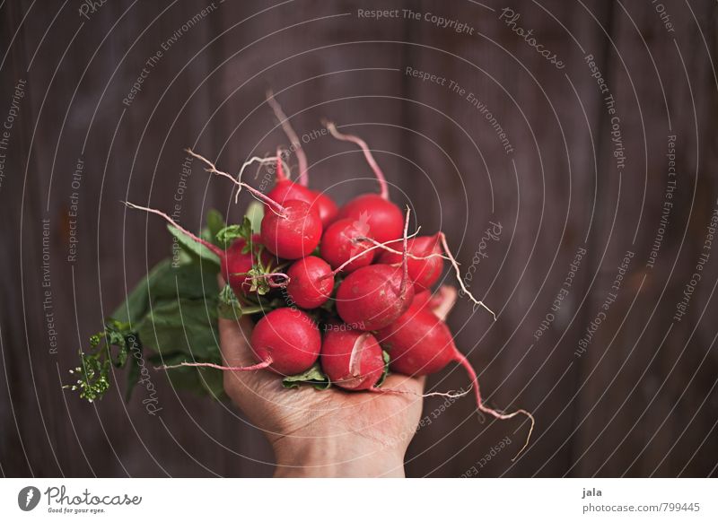 radish Food Vegetable Radish Nutrition Organic produce Vegetarian diet Healthy Eating Feminine Hand Fresh Delicious Natural Tangy Root vegetable Wooden wall