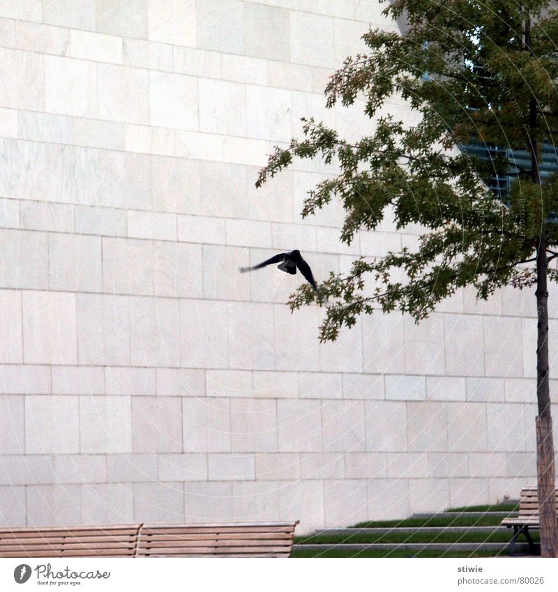 Fly bird, fly! Bird Tree Wall (building) Wall (barrier) Modern Flying Wing brick wings stone