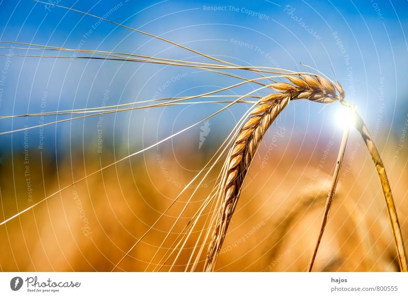 Barley, single ear with sun reflex Food Grain Life Summer Agriculture Forestry Plant Sky Clouds Agricultural crop Field Blue Ear of corn golden Mature