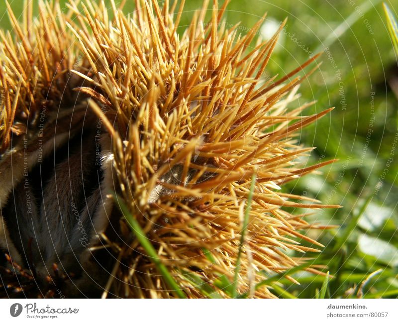 HedgehogSnailFruit Beech tree Beechnut Hostel Hiding place Protection Protective clothing Thorn Safe haven House (Residential Structure) Tree Grass Meadow