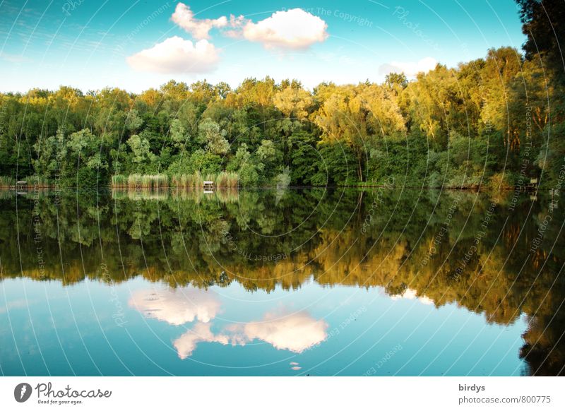 idyll Sky Spring Summer Beautiful weather Forest Lakeside Pond Esthetic Positive Yellow Green Turquoise Relaxation Idyll Nature Calm Clouds Common Reed