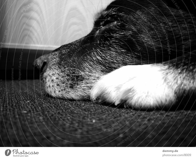 sleeping dog Sleep Dog Black White Gray Paw Snout Black & white photo Old kaz