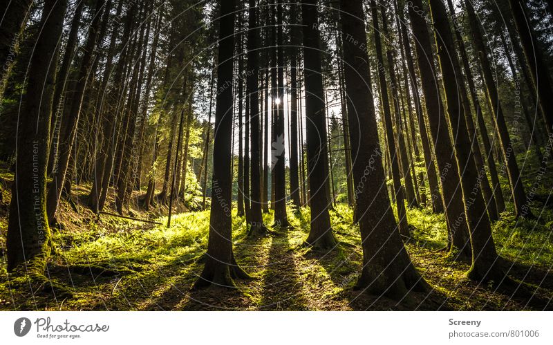 Eifel forest Nature Landscape Plant Sun Sunlight Spring Summer Beautiful weather Tree Grass Fern Forest Volcanic Eifel Growth Large Brown Yellow Gold Green