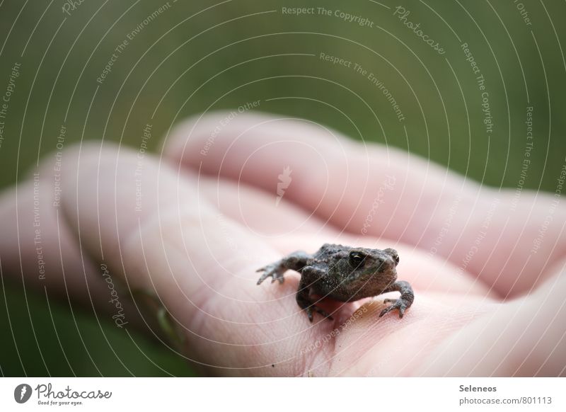 Hello little friend Summer Human being Hand Fingers Environment Nature Garden Meadow Animal Wild animal Frog 1 Crawl Small Near Safety Protection