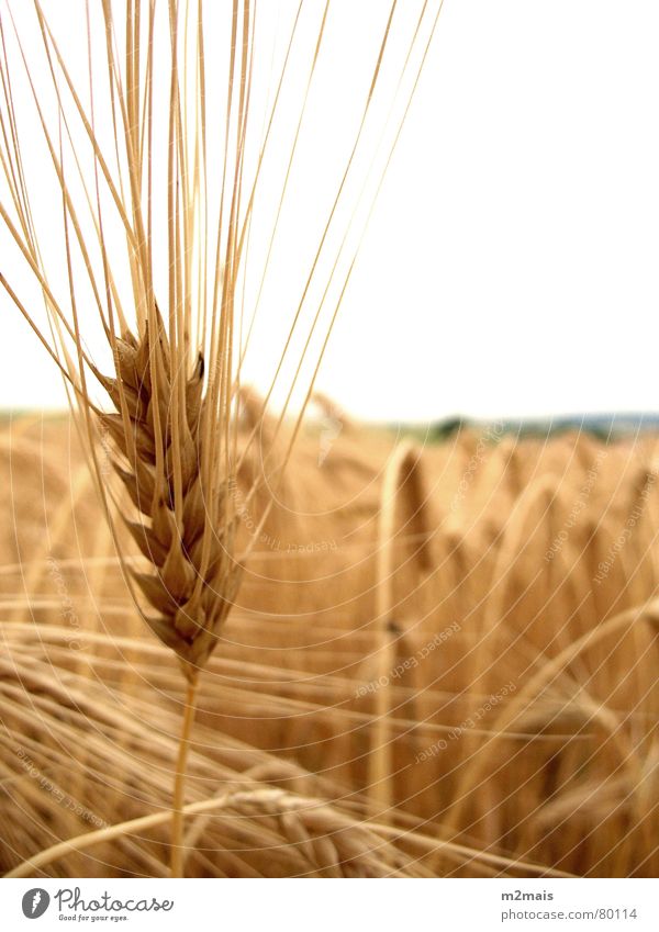 Espiga de trigo Countries Gastronomy pão comida espiga de trigo rural agricultura plantação campo rural area country