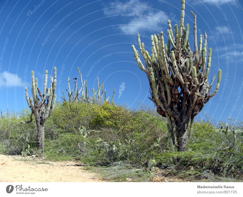 Cacti in the Caribbean Trip Far-off places Summer vacation Nature Landscape Sand Sun Warmth Cactus Exotic Free Blue Green Adventure Idyll Bird of prey