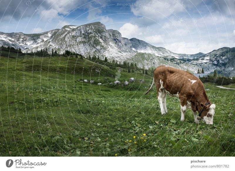 Simmental cattle Nature Landscape Meadow Mountain Farm animal Cow 1 Animal To feed Cliche Idyll Alpine pasture Home country Austria Colour photo Exterior shot