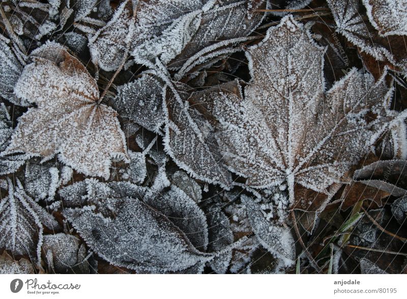 winter foliage Nature Earth Ice Frost Plant Leaf Sadness Bright Cold Brown White Grief Death Transience Maple tree Canada Hoar frost Sugar freezing cold