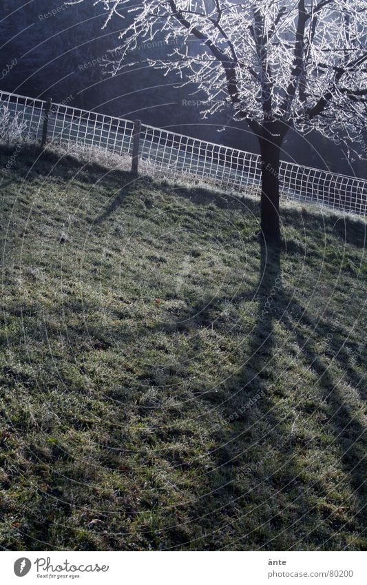 obliquely Grass Morning Fresh Tree Fence Green Hill Grief Exterior shot Shadow Steep Darken Tree trunk Grassland Meadow Cattle Pasture Border Shadowy existence