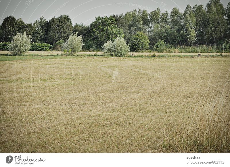 full nature III Environment Nature Landscape Plant Sky Summer Tree Grass Bushes Field Environmental protection Far-off places straw chopper Agriculture