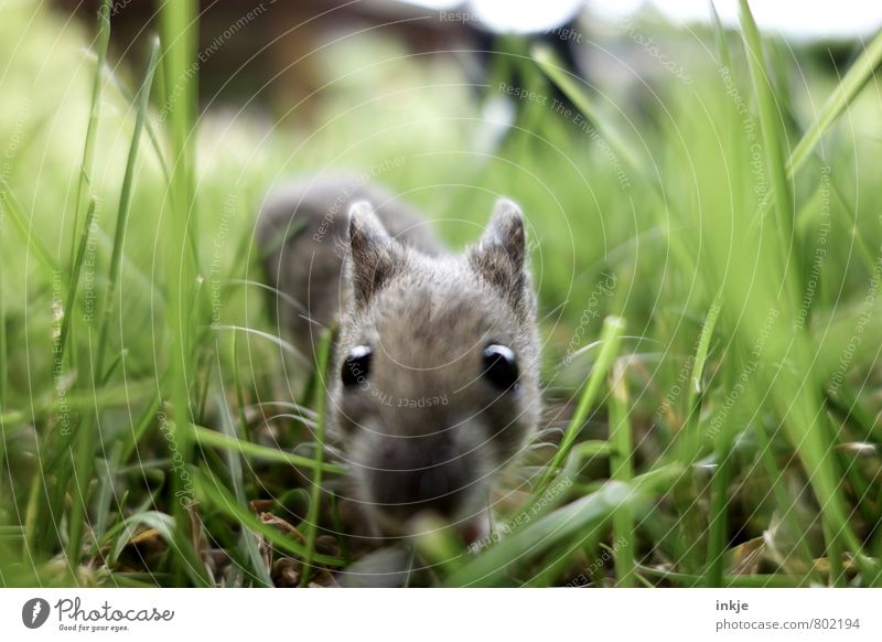 caught mouse in live trap - a Royalty Free Stock Photo from Photocase