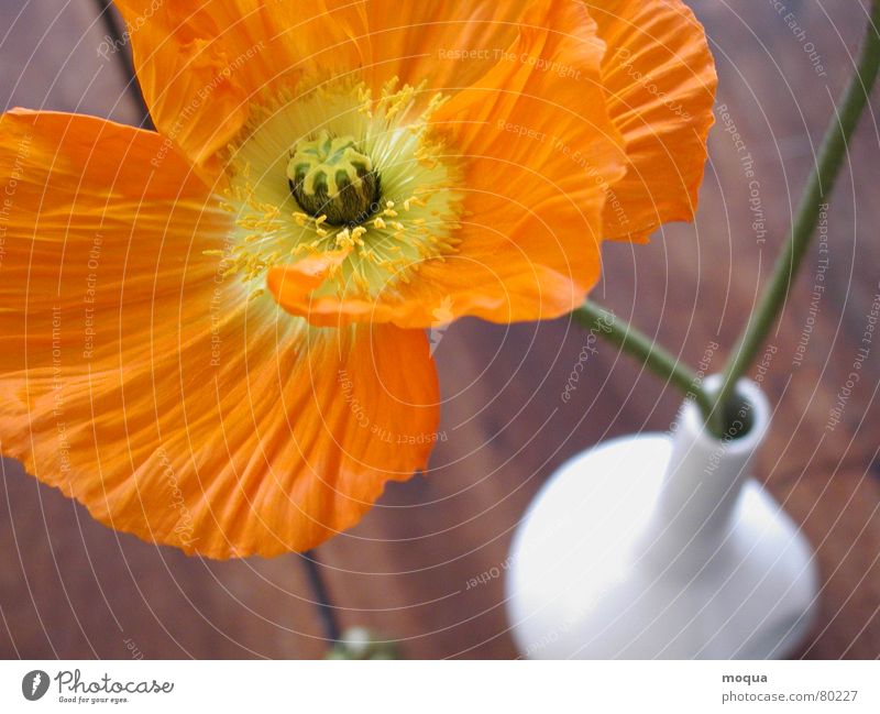 fully blossomed Poppy Plant Blossom Flower Meadow Field Summer Velvety Yellow Green Vase Still Life Wood Table Brown Bird's-eye view Stalk Pollen Botany