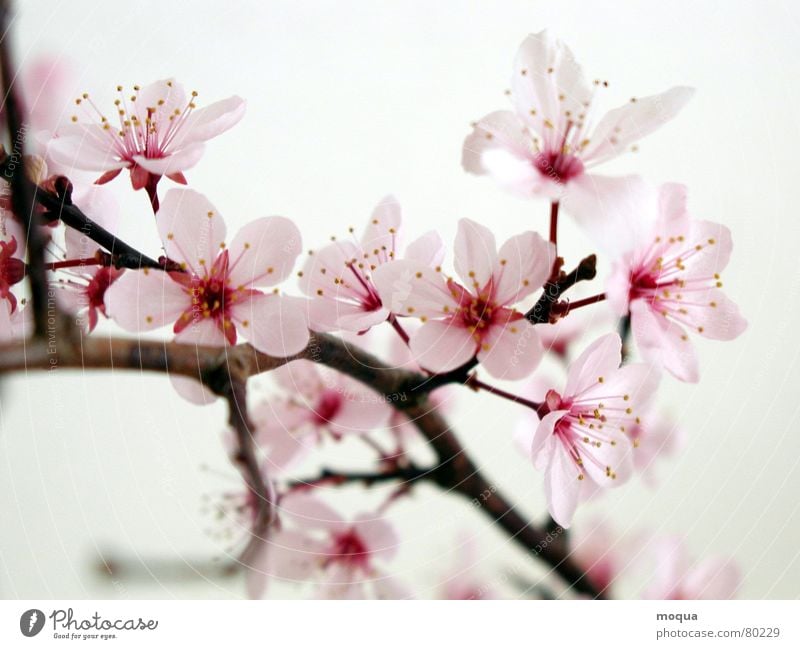 cherry blossom Cherry blossom Pink Red Harmonious Japan Spring Delicate Blossom leave Esthetic Noble Graceful Macro (Extreme close-up) Close-up sakura