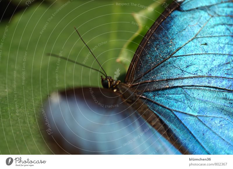He's got the wings beautiful! Animal Wild animal Butterfly Wing Insect Movement Flying Sit Esthetic Exceptional Elegant Exotic Beautiful Small Blue Dazzling