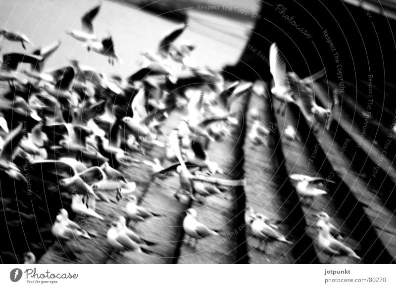 swarm start Mainz Bird Black Town Chaos Impulse Flock Stairs Dynamics seagull Movement Group of animals