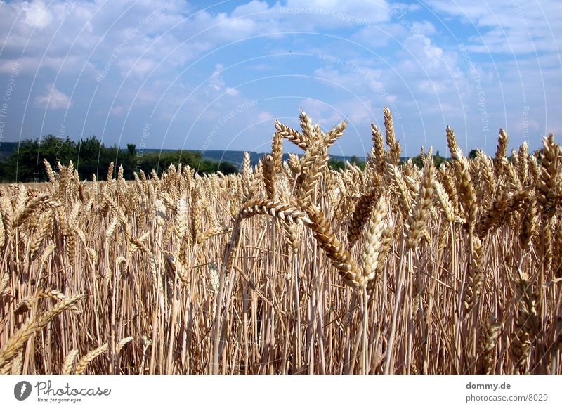 cereals Würzburg Field Grain Americas