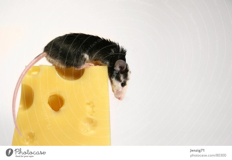 Peak climber. Rodent Dairy Products Sliced cheese Gouda Cheese Nutrition Animal Pet Dinner Food Mammal edamer tilsit cheese rind cheese peel Mouse