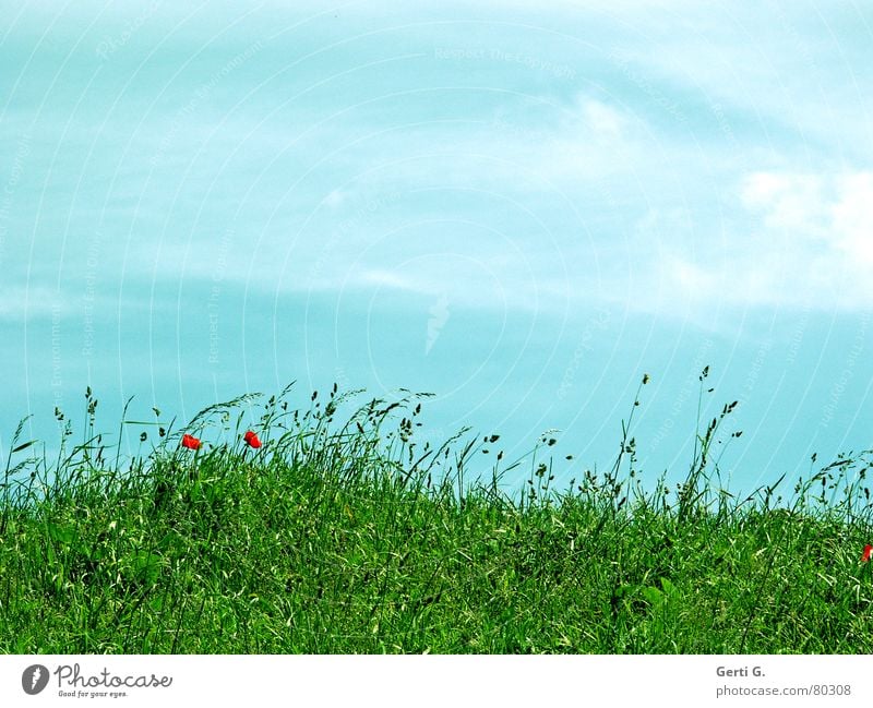 sunny meadow Poppy Grass Green Summer Fresh Red Sky blue Clouds Smear Fragrant Weigh Hill Whim Flower meadow rabbit food meadow herbs Blue Wind Lawn Mountain