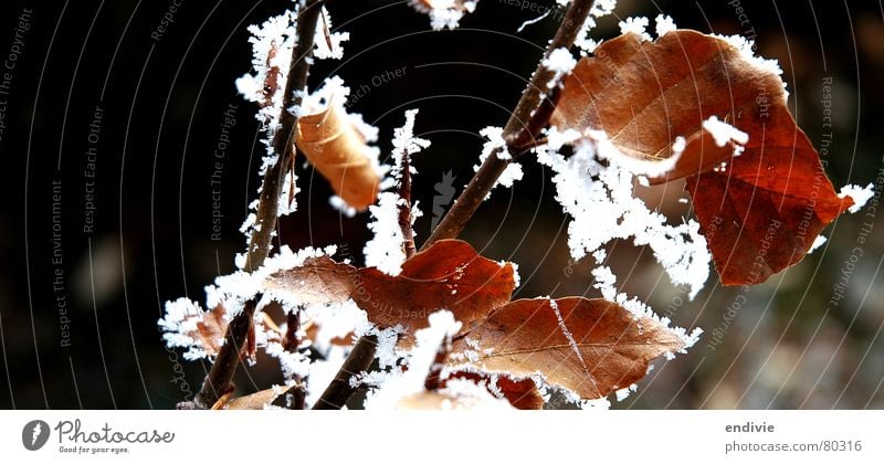 frost Leaf Winter Cold Frozen Tree Frost Ice Nature Twig Snow