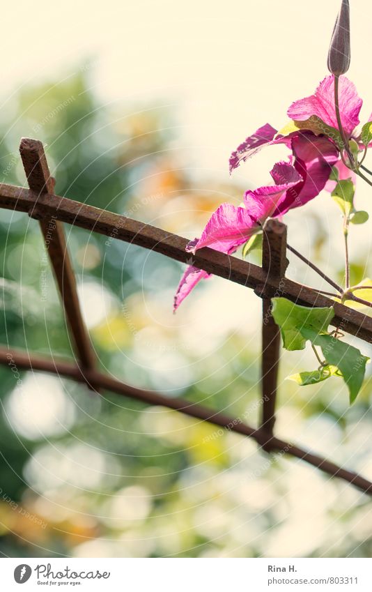 Backlight Clematis II Summer Garden Plant Blossoming Creeper rose arch Blur Bud Colour photo Exterior shot Deserted Copy Space top Copy Space bottom