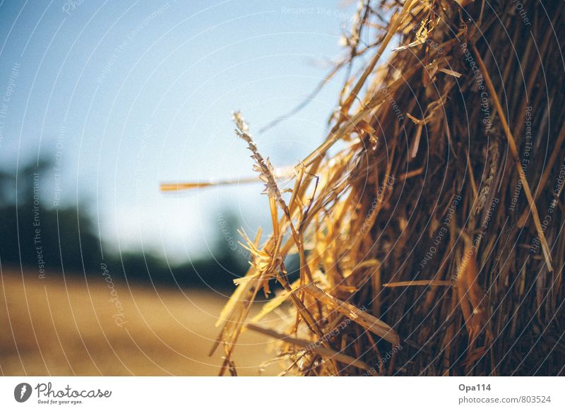 straw Environment Nature Landscape Summer Beautiful weather Plant Agricultural crop Field Wait Yellow Gold "Straw Agriculture round bales Harvest agrarian spike