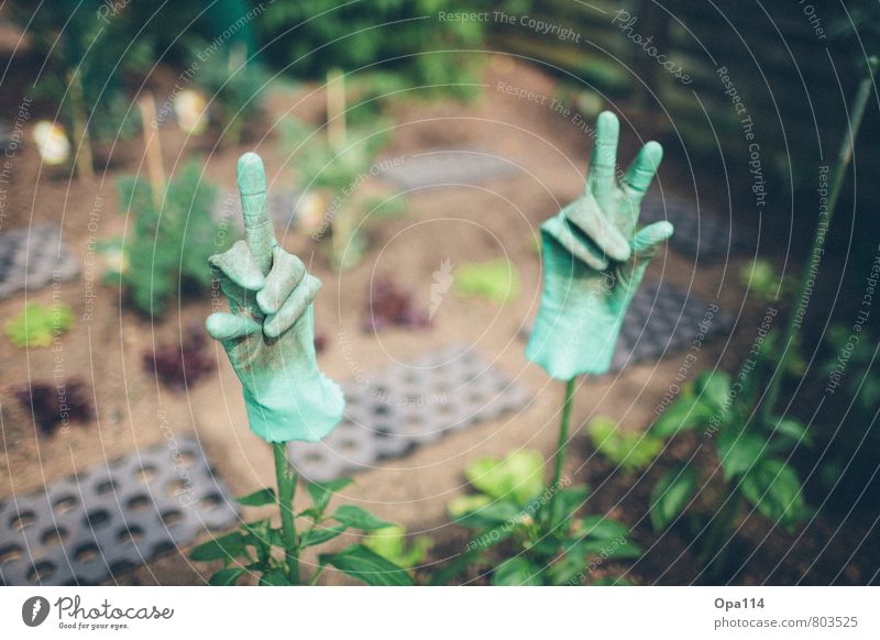 gardening pleasure Environment Nature Plant Animal Garden Work and employment Green Joy "Gloves Rubber Fingers Give the finger Gardening plants green thumb"