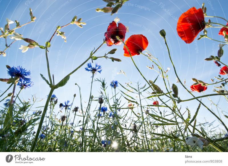 the sun goes Sun Agriculture Forestry Environment Nature Landscape Sky Plant Poppy Cornflower Canola Field Blossoming Growth Blue Red Life Change
