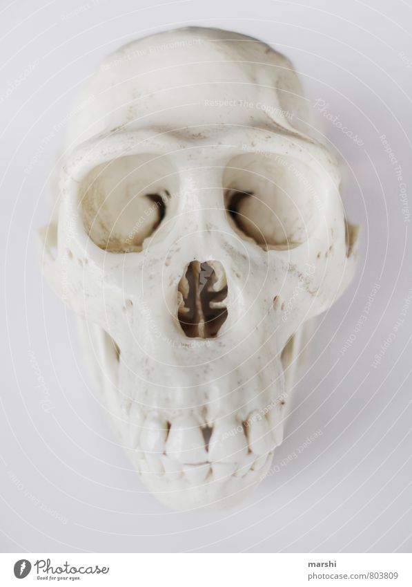 skull Animal Animal face White Death's head Monkeys Human being Skeleton Colour photo Interior shot Isolated Image Neutral Background