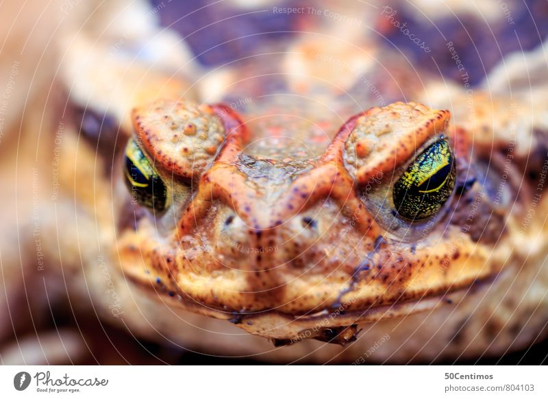 frog face Animal Wild animal Frog Painted frog 1 Observe Discover Looking Wait Colour photo Subdued colour Exterior shot Close-up Detail