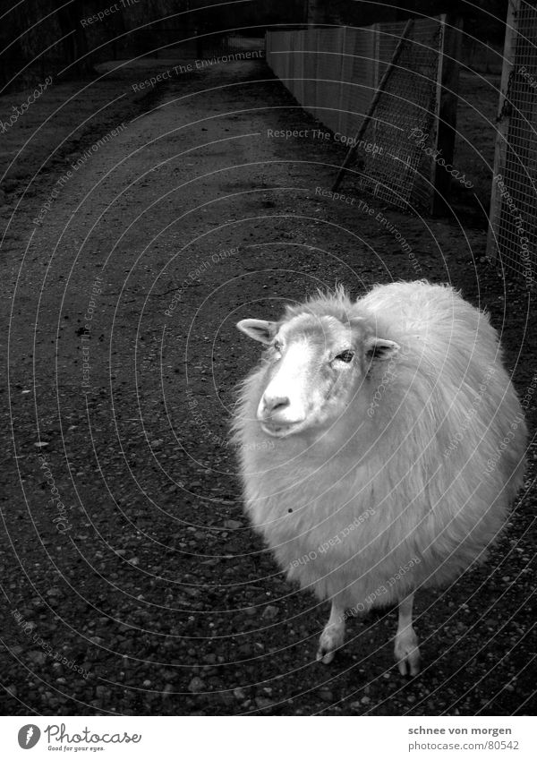 nice and chubby Thermal insulation Petting zoo New wool Sheep Wool Short Plump Physics Black Animal Zoo Hairdresser Ram Mammal Black & white photo brushed Legs