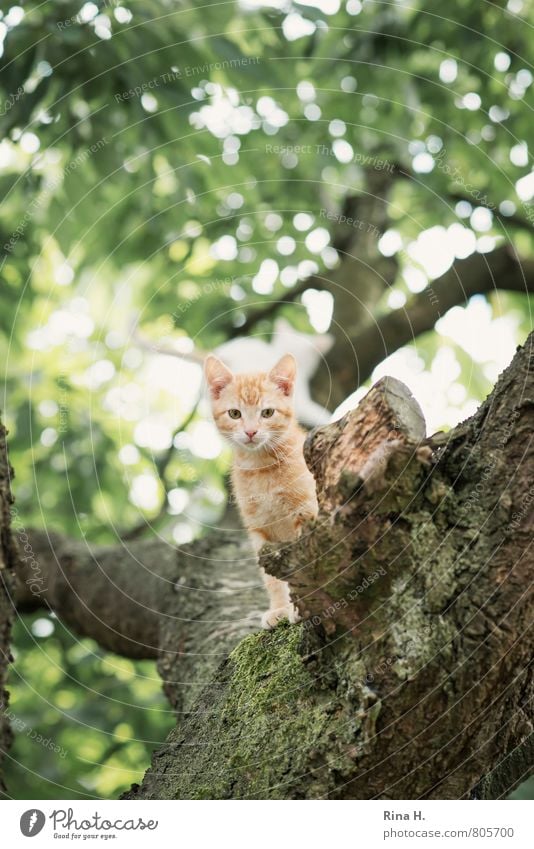 baby Summer Tree Garden Animal Cat 1 Baby animal Observe Sit Cute Watchfulness Tiger skin pattern Alert Colour photo Subdued colour Exterior shot Deserted