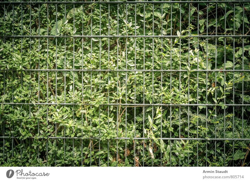 Bush and metal fence Summer Plant Bushes Foliage plant Hedge Fence Metalware Growth Authentic Dark Simple Green Moody Nature Arrangement Safety Environment Town