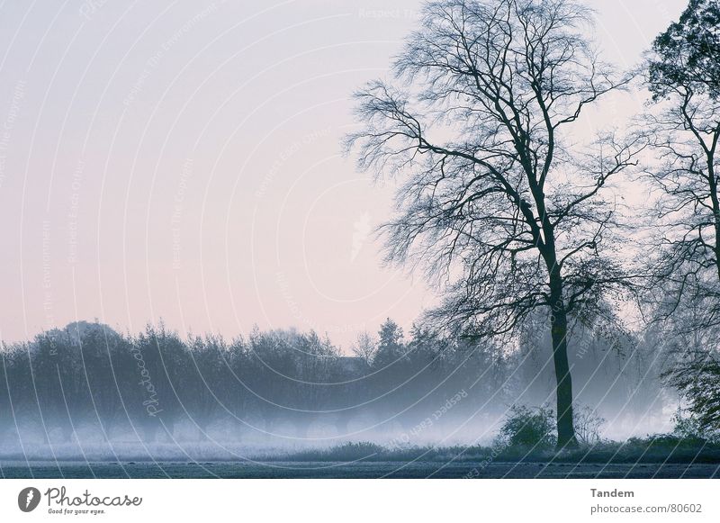 cold morning Winter tree graphic moody dusty fog Cool (slang) blue silence clearness landscape Exterior shot