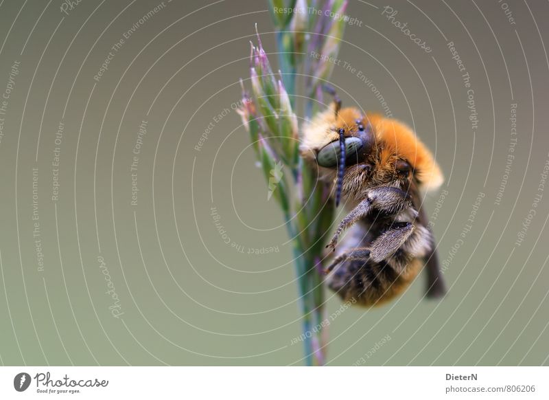 hang out Animal Wild animal Bee 1 Brown Yellow Green Black Macro (Extreme close-up) Colour photo Exterior shot Detail Deserted Copy Space left Copy Space right