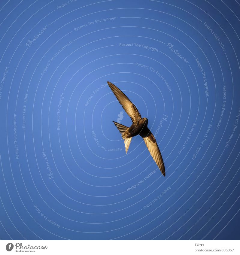 Common Swift Animal Wild animal Bird Wing swifts sailor birds Apus apodidae yachtsmen 1 Flying Above Crazy Speed Blue Brown White long-distance puller